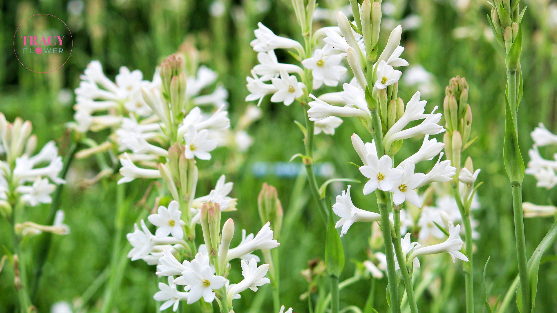 Ý NGHĨA CÁC LOÀI HOA TƯỢNG TRƯNG CHO TÌNH YÊU - TRACY FLOWER